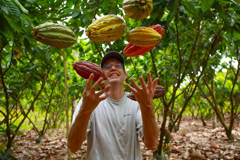 The Cacao Harvest in Nicaragua