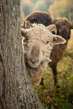 Limited Release, Baa Baa Butter Crunch