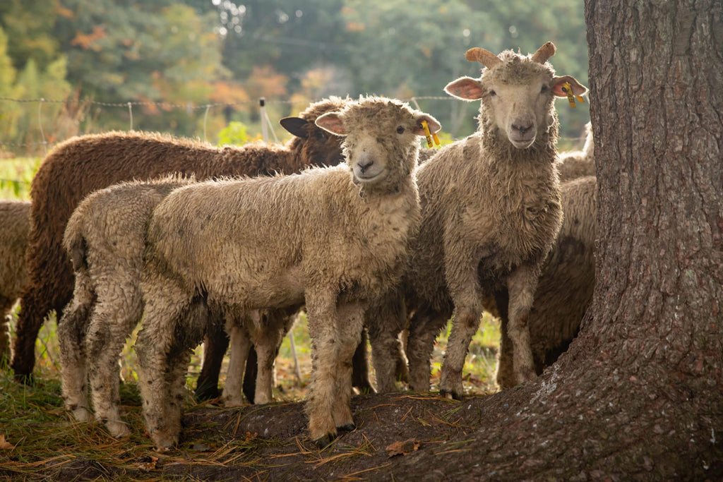 Limited Release, Baa Baa Butter Crunch