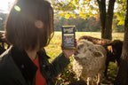 Limited Release, Baa Baa Butter Crunch