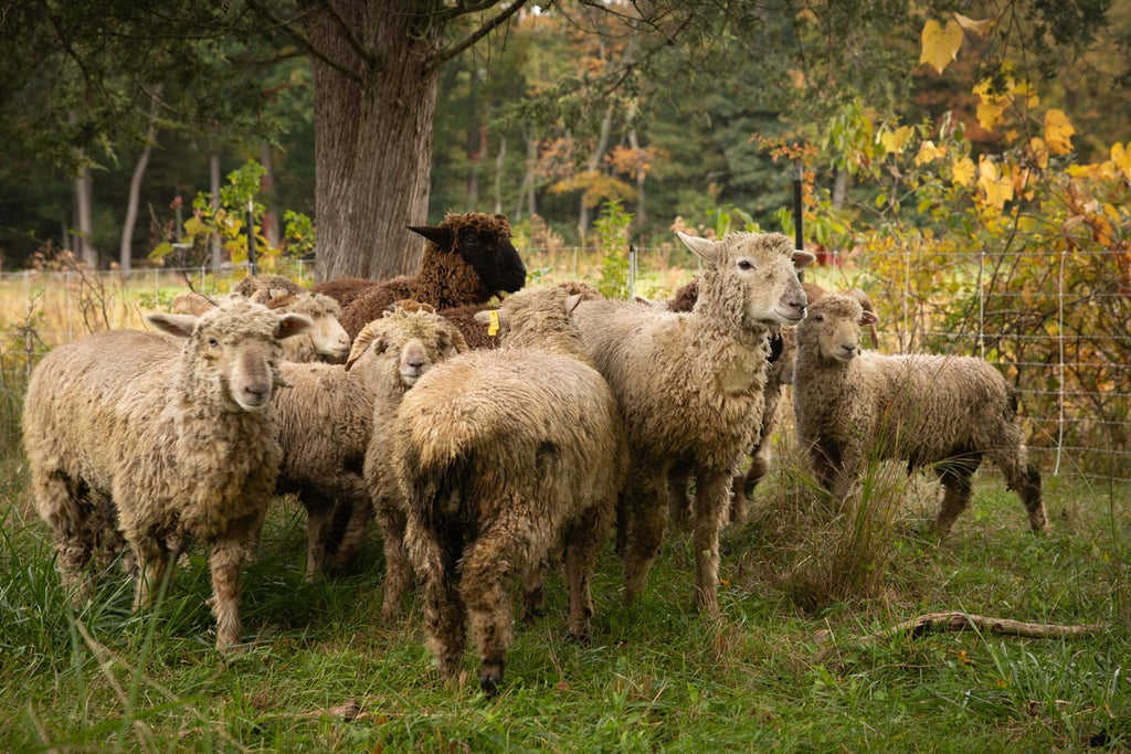 Limited Release, Baa Baa Butter Crunch