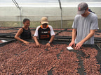 Goodnow Farms Cofounder and local farmers test the flavor of the cacao as it dries