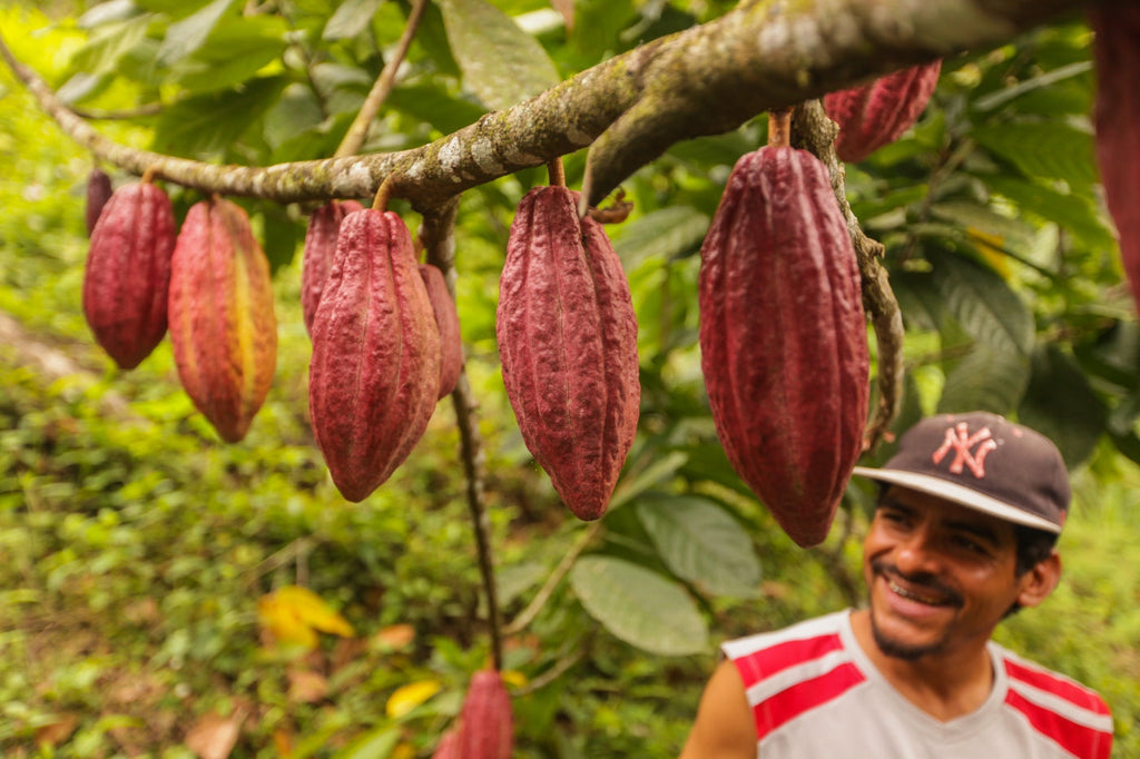 Local cacao farmer in El Carmen, Nicaragua with ripening cacao pods on his farm