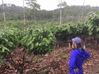 Goodnow Farms Cofounder Monica looks out at Cacao plants at a local, family cacao farm in the Ucayali region of Peru