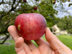 Limited Release, Spiced Apple Cider