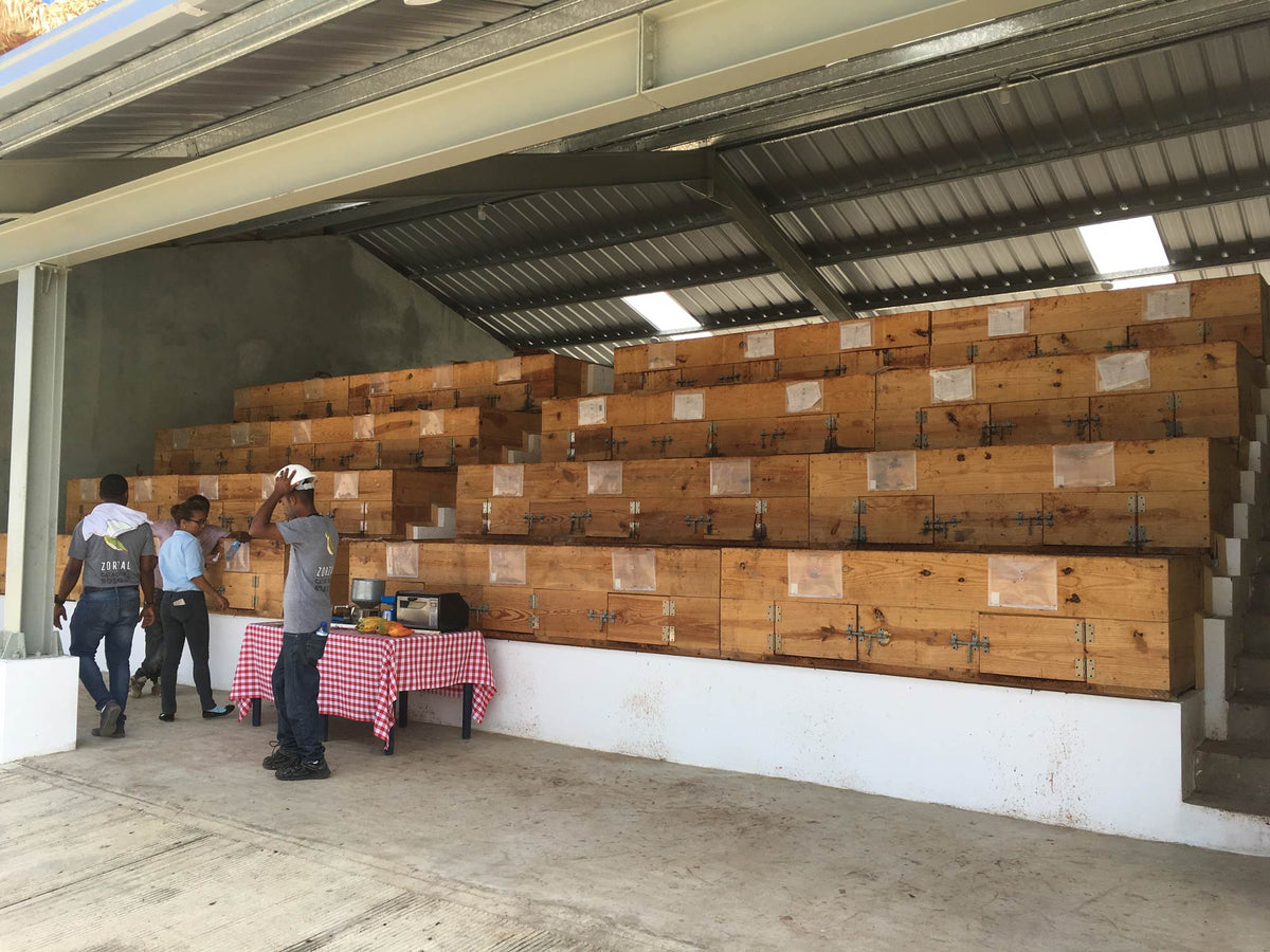 Zorzal's new fermentation area.  The stepped boxes make it easier to turn the cacao.