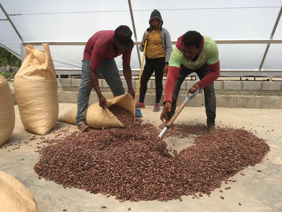 Bagging dried beans for transport to the sorting area.