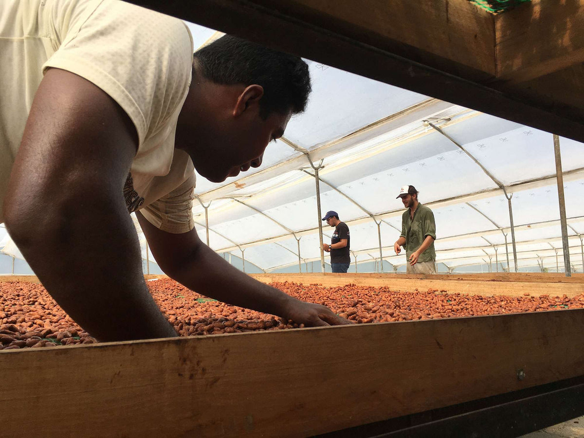 The beans need to be carefully tended to ensure even drying.