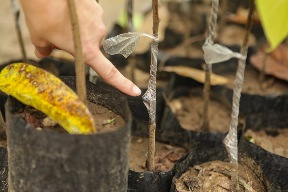 The graft is initially wrapped in plastic to protect it. It can take several years for trees to begin bearing fruit.