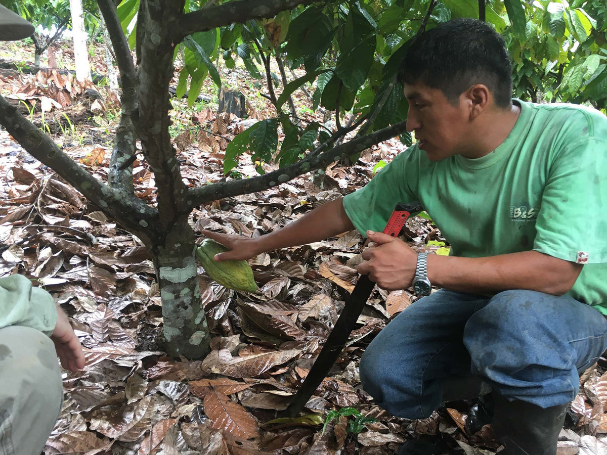 William explains how he carefully cultivates his cacao trees.