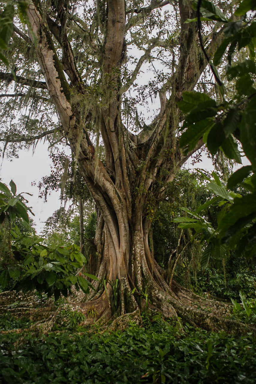 One of many giant Ceiba trees on Vicente’s farm. The large canopy of the Ceiba provide the shade cacao trees need to thrive.