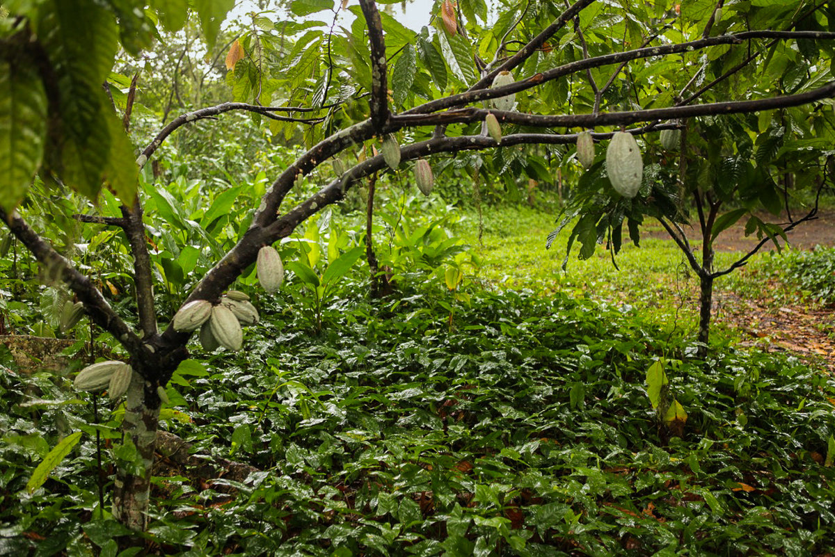Almendra Blanca pods ripening. Unlike most fruit, cacao pods will grow directly on the trunk of the tree.