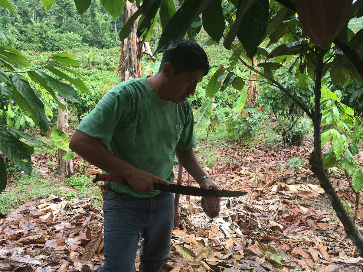 Opening a ripe cacao pod to taste!