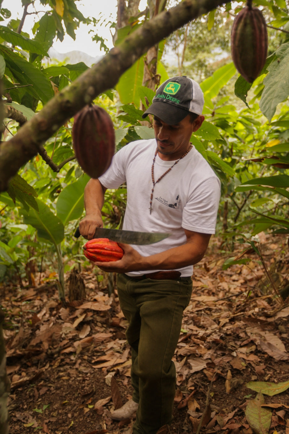Bayardo carefully opens a pod… also using a machete.