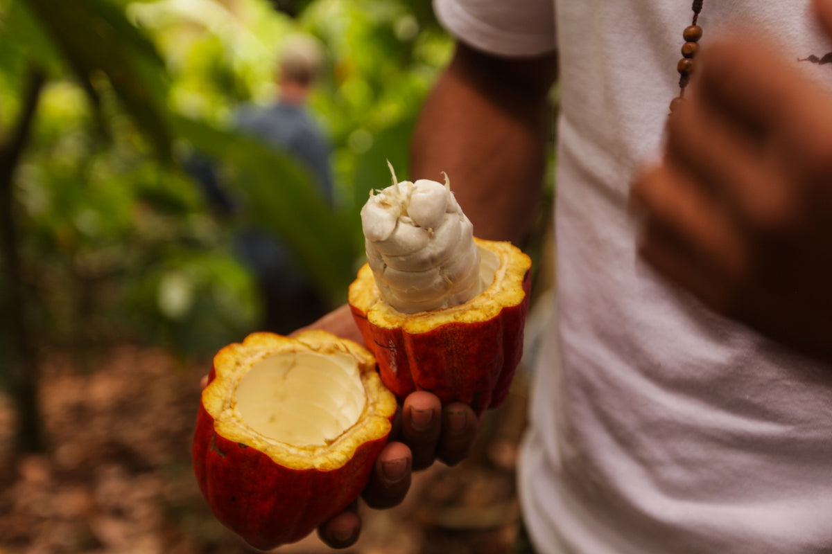 The cacao beans inside are surrounded by a fruity white pulp, which makes a delicious snack!