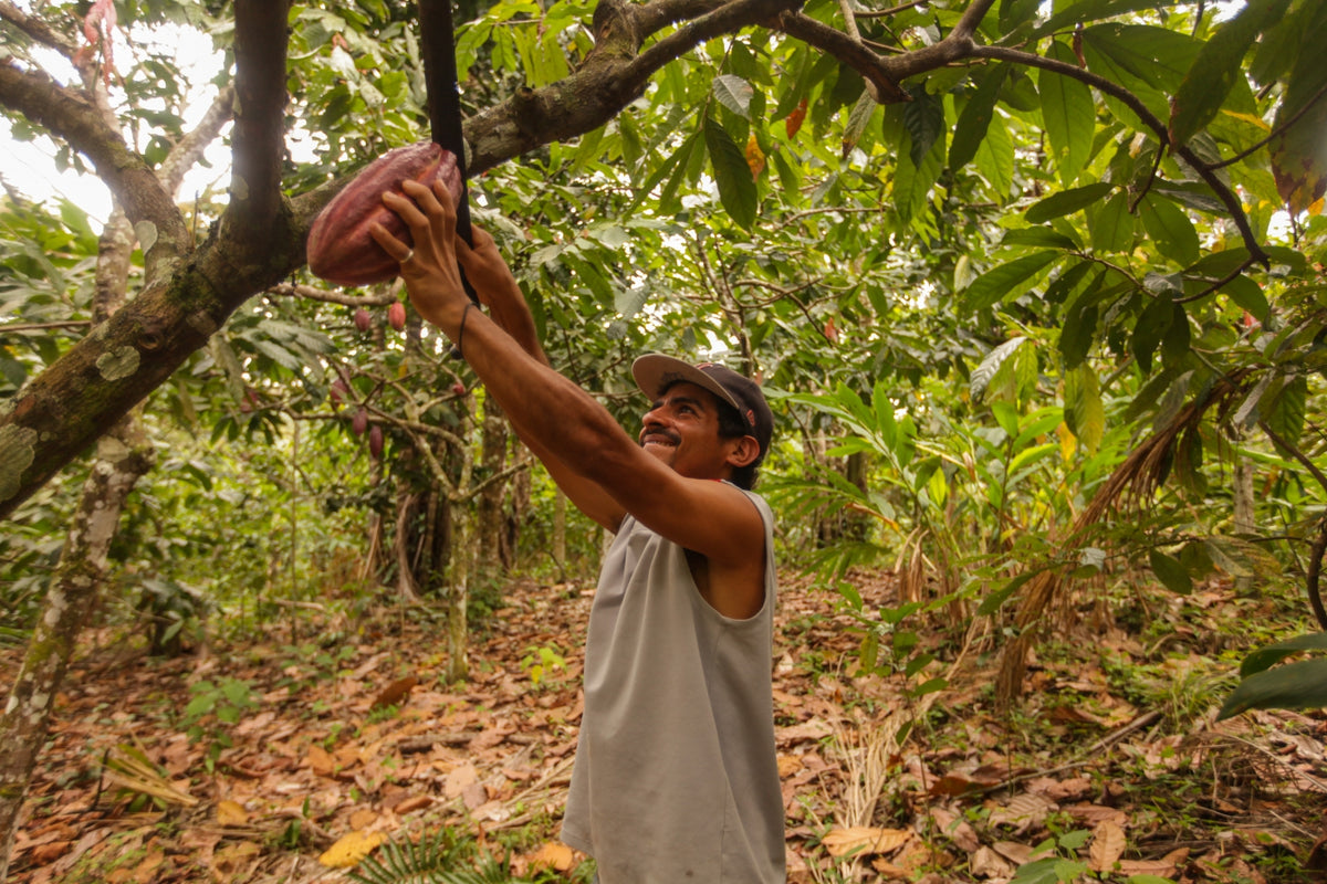 Leonel Blandon harvesting a ripe pod using a machete.