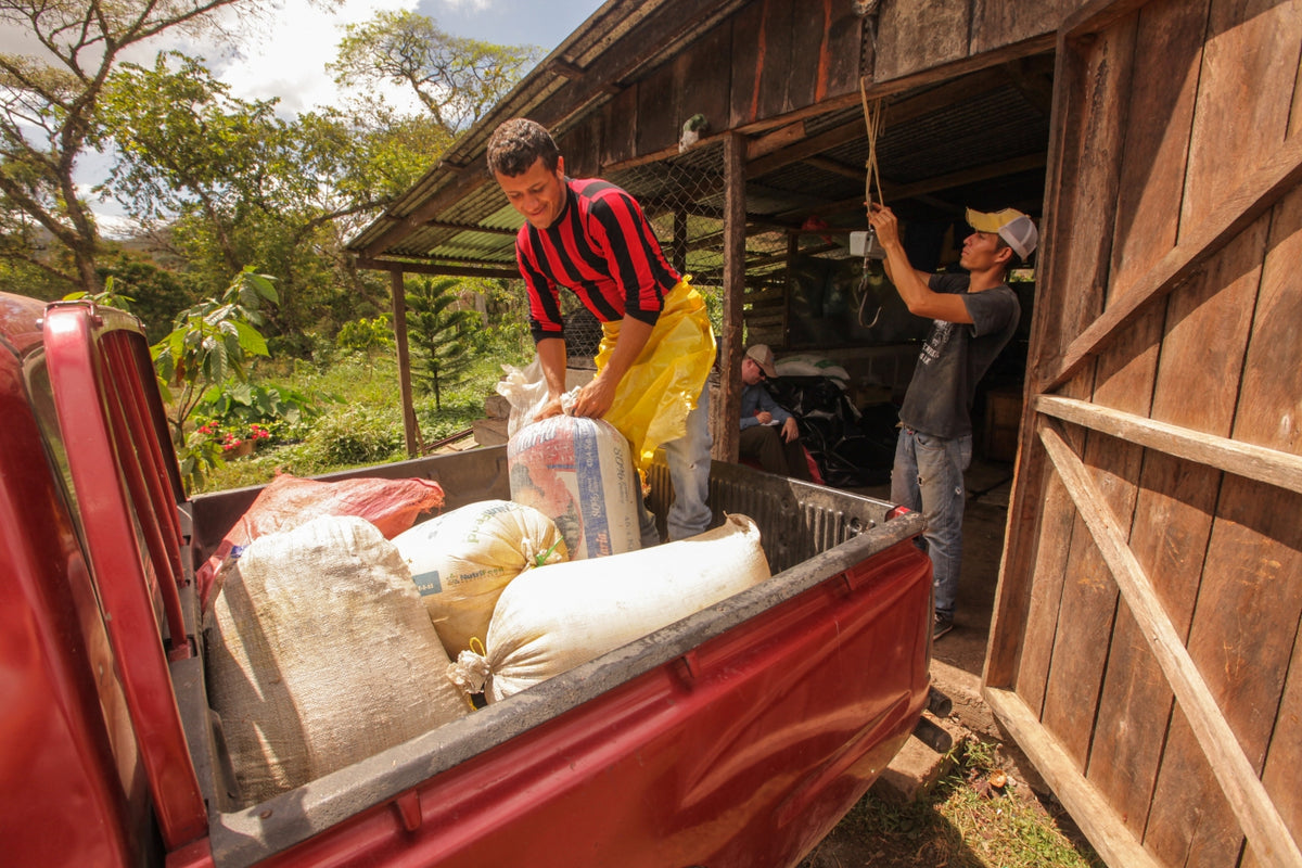 Isai Cruz and Holman Osegueda weighing the sacks of wet cacao (baba). Farmers are paid based on the weight.