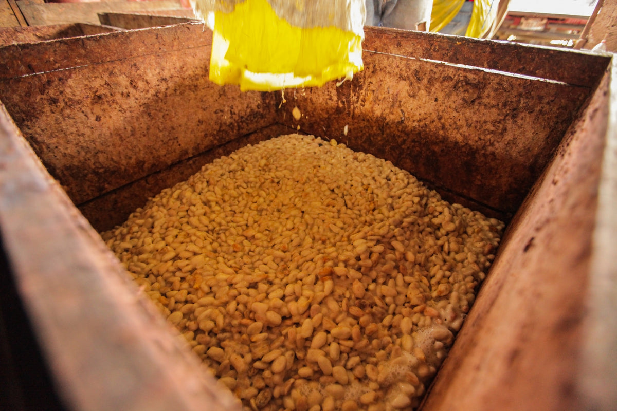 Holman Osegueda empties the baba into the fermentation bins.