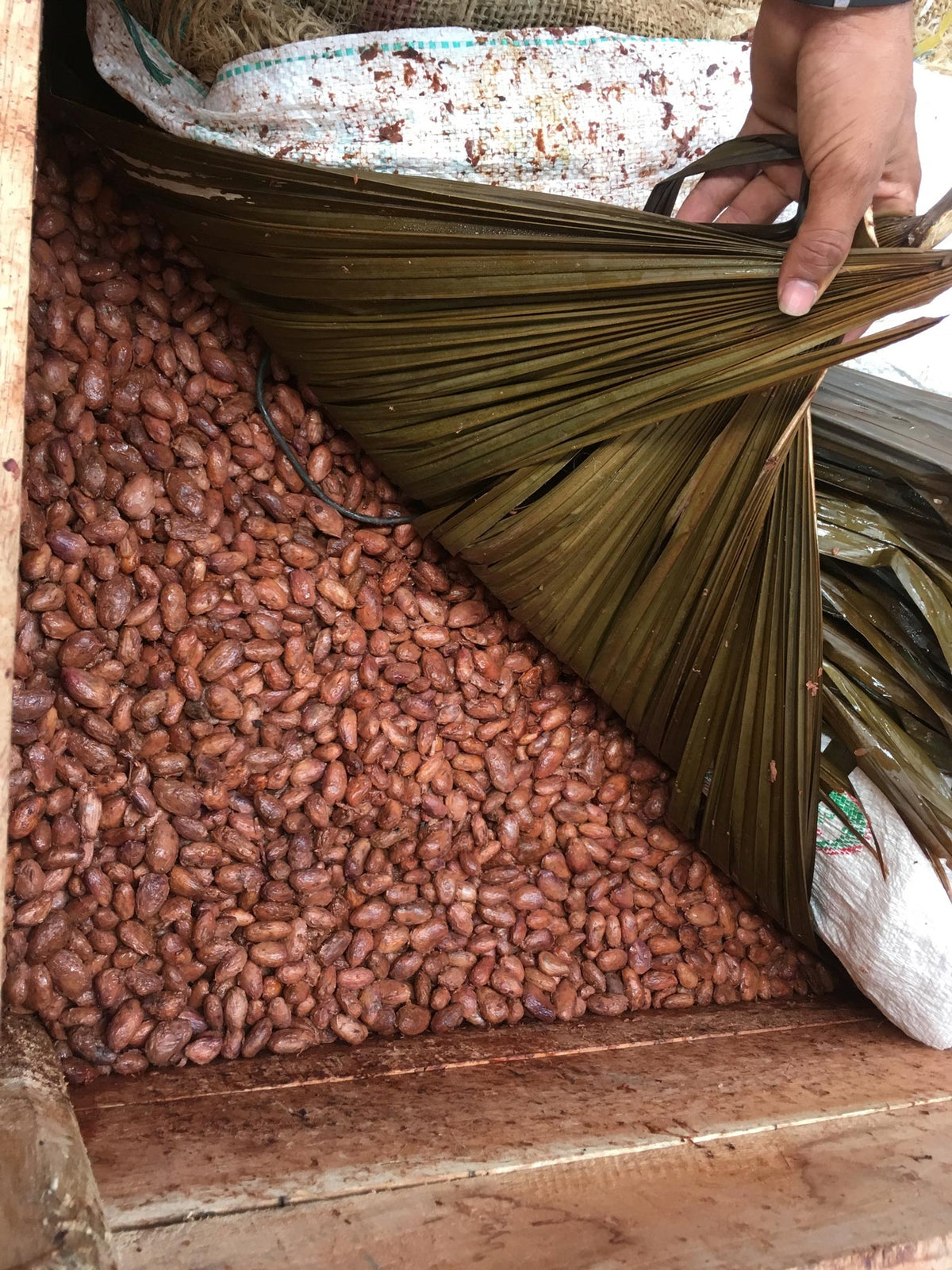 Fermenting beans.  The beans are covered in banana leaves to retain heat.