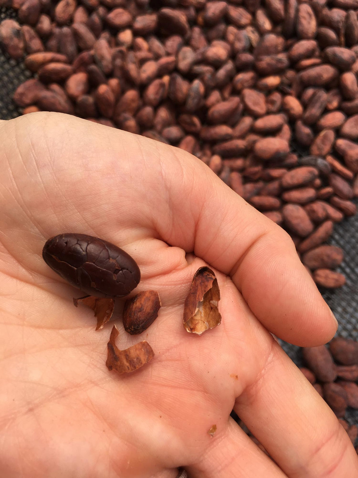 A drying bean with the husk removed.  Even at this stage they're delicious!