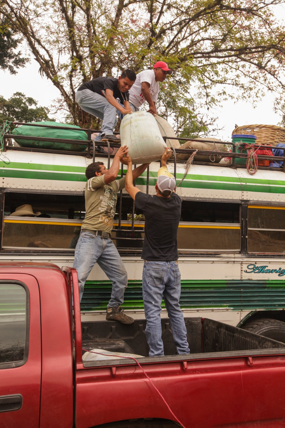 Unloading the very heavy sacks of “wet” cacao.