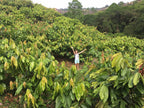 Goodnow Farms cofounder, Monica, visits the Salazar family cacao farm in Ecuador