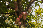 Limited Release, Cacao Fruit White Chocolate